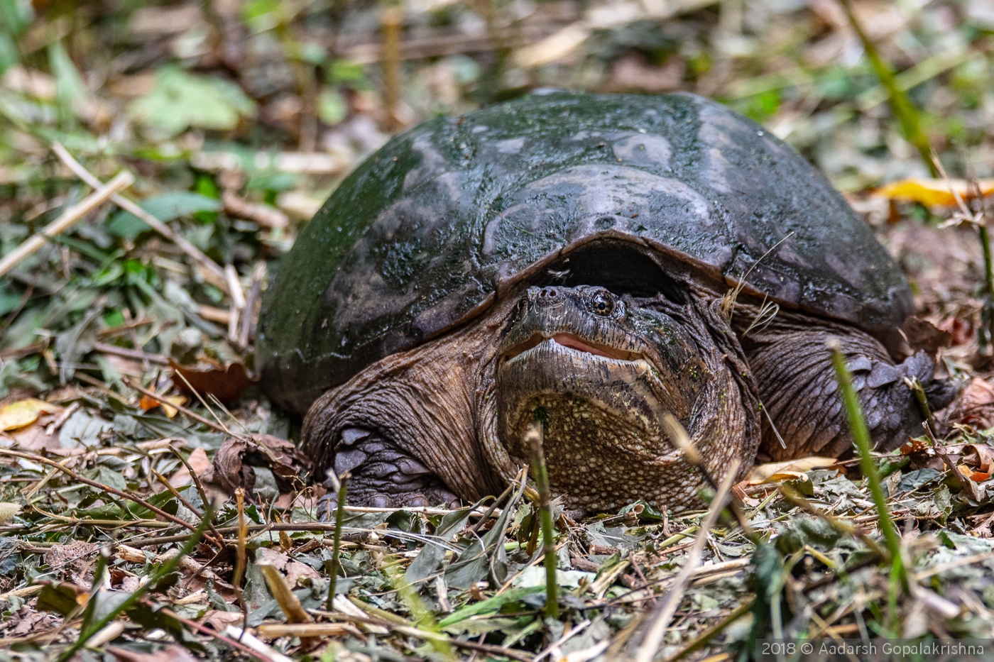 SAY CHEESE .... A smiling Snapping Turtle , Avon, CT by Aadarsh Gopalakrishna