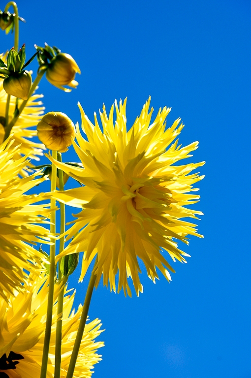 SUN KISSED FLOWER !!! by Aadarsh Gopalakrishna