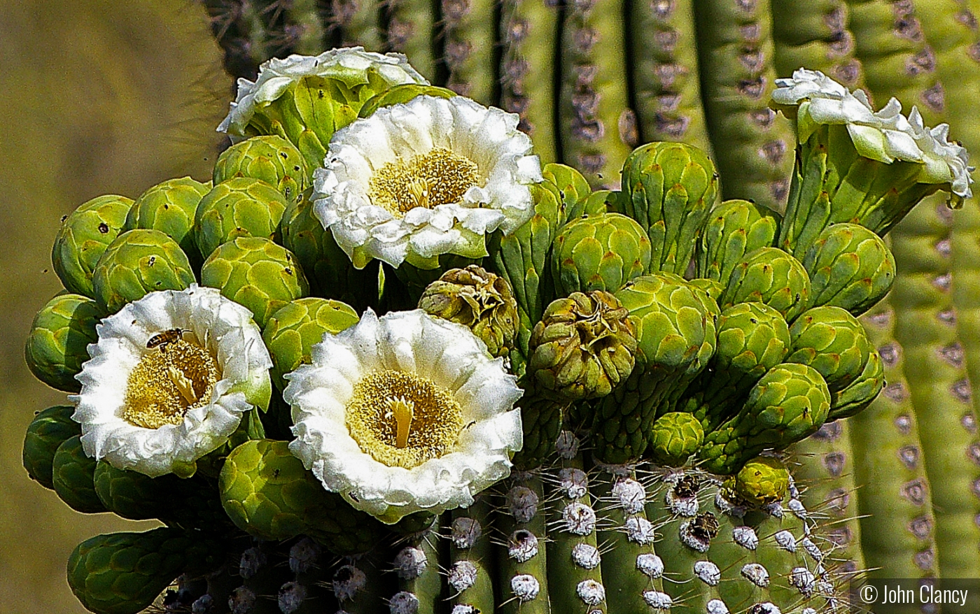 Saguaro Ntl. Park, Tucson, AZ by John Clancy