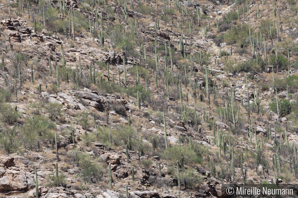 Saguarro Cacti in Tucson Arizona by Mireille Neumann