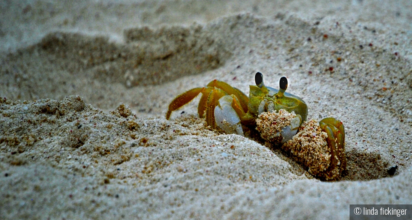 Sand digger by linda fickinger