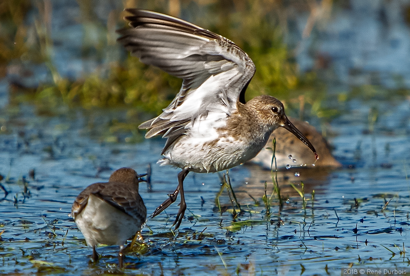 Sanderling Red Worm Feast by René Durbois