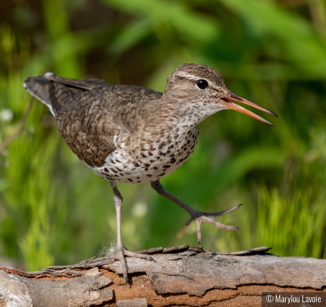 Sandpiper Steps Out by Marylou Lavoie