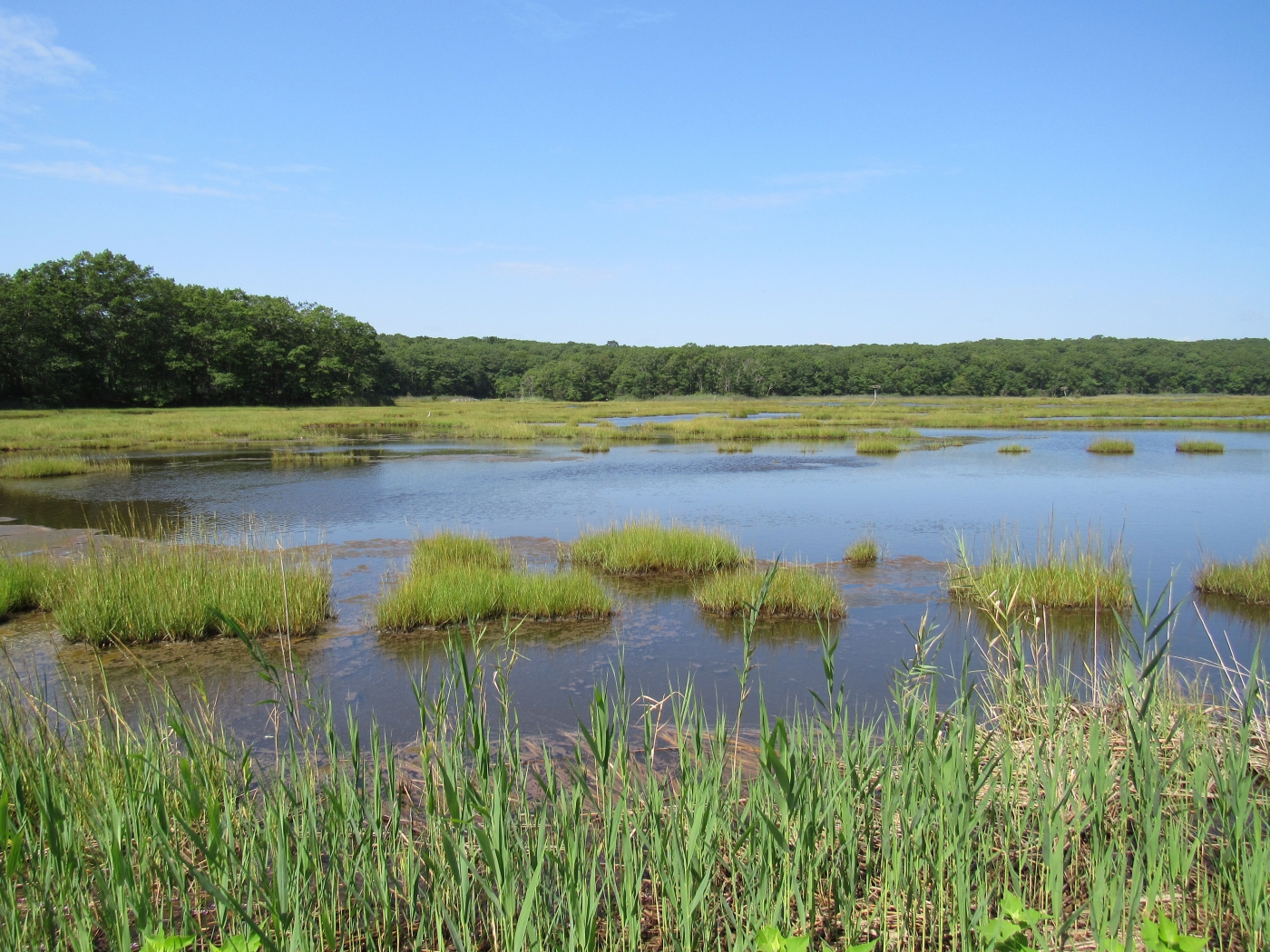 Save the Wetlands by James Haney