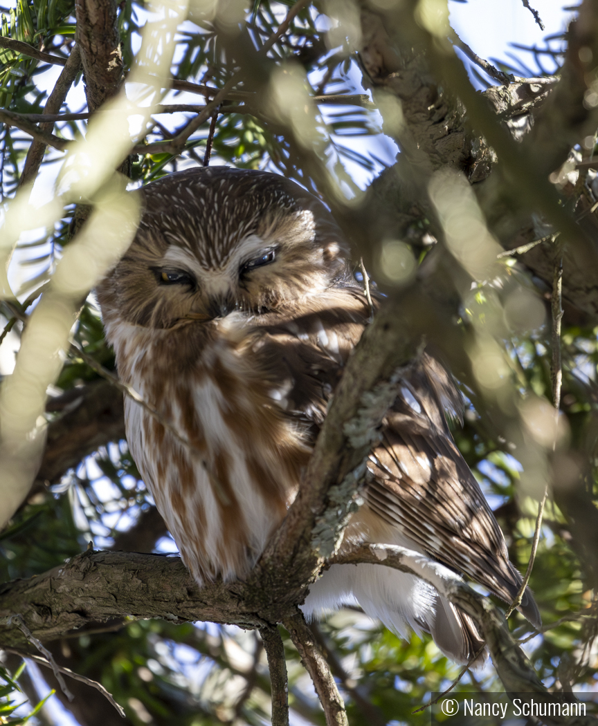 Saw Whet Owl by Nancy Schumann