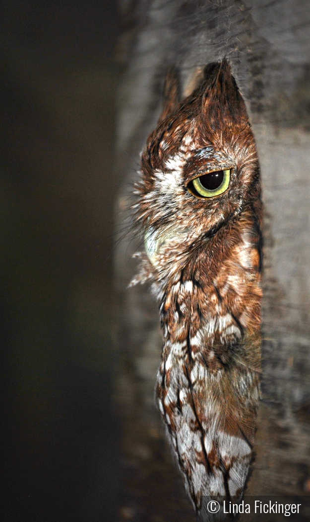 Screech Owl by Linda Fickinger