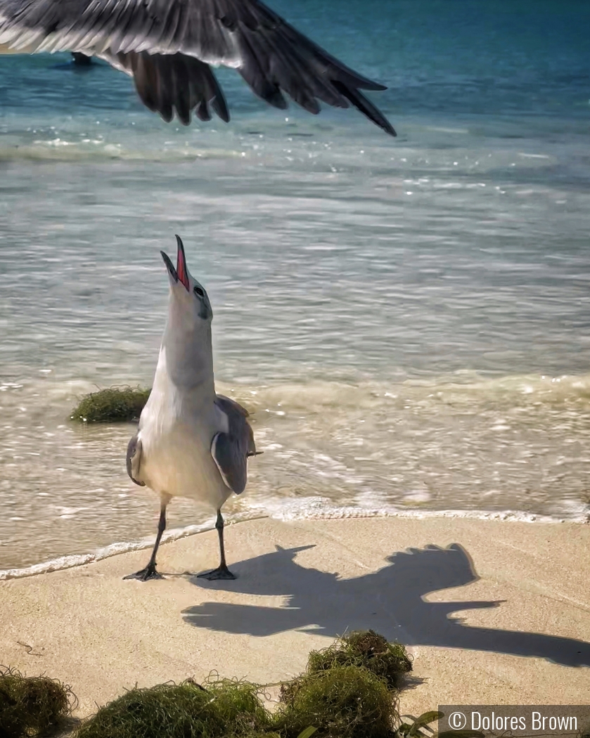 Sea Gulls at Play by Dolores Brown