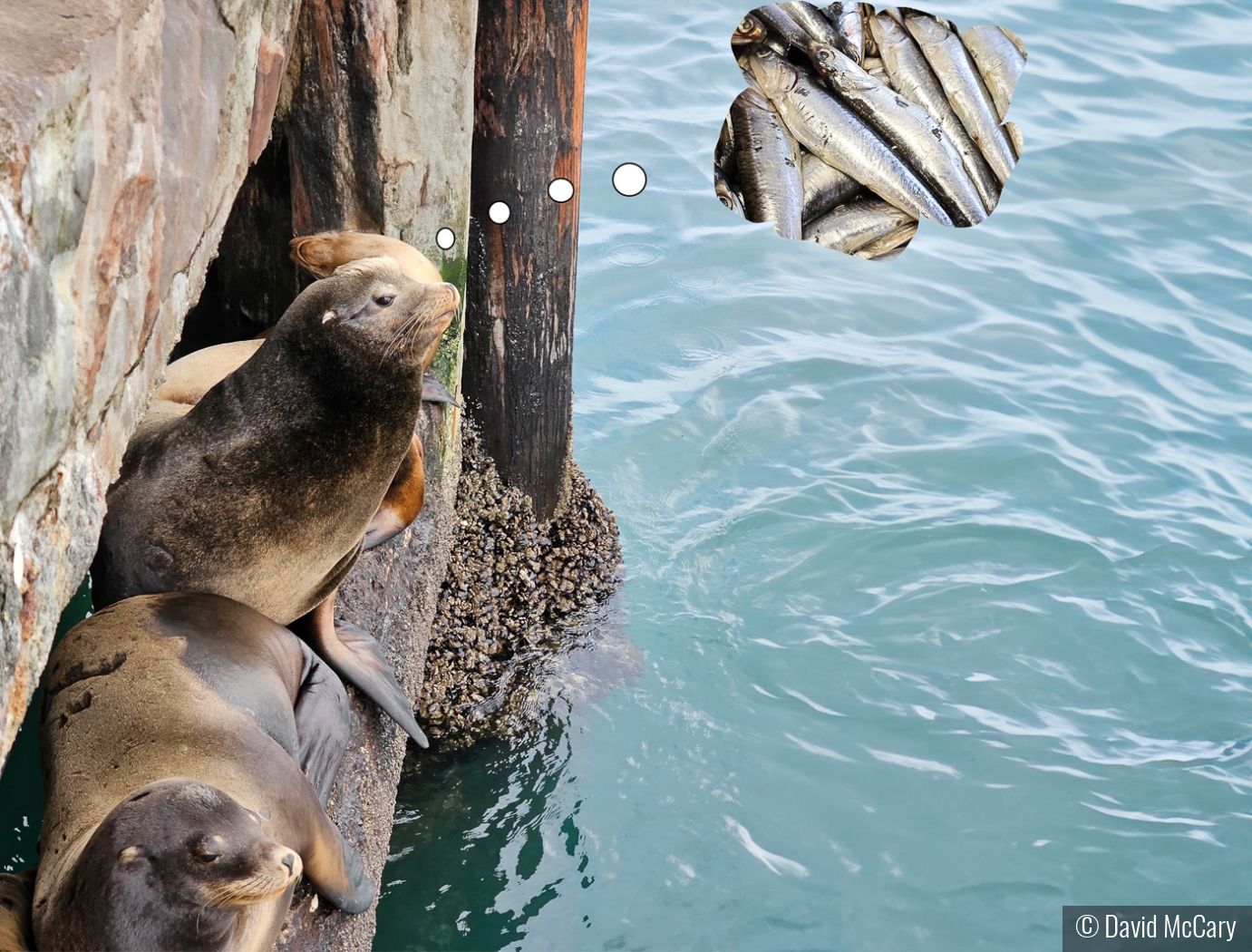 Sea Lion Dinner Dream by David McCary