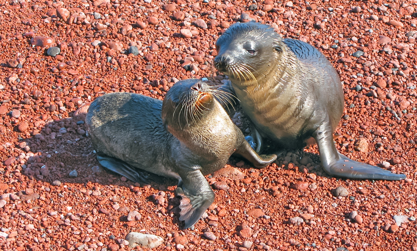 Sea Lion Pups by Louis Arthur Norton