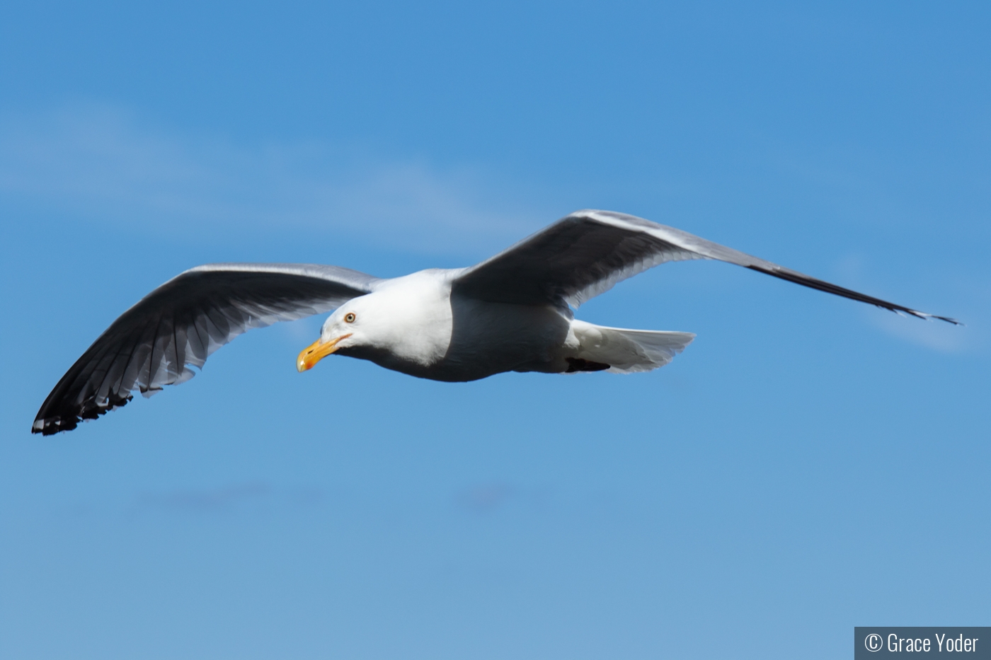 Seagull in Air by Grace Yoder