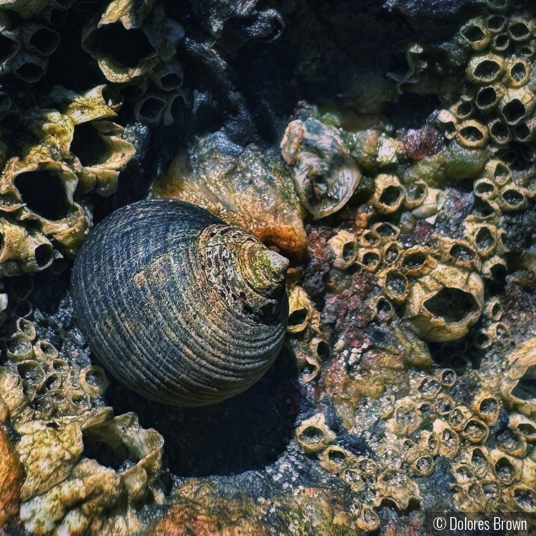 Seashells By The Seashore by Dolores Brown