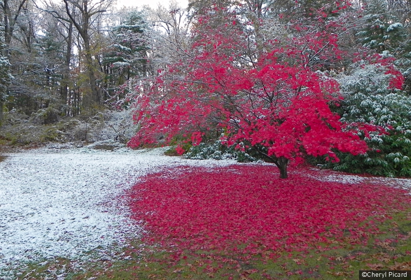 Seasonal Disorder by Cheryl Picard