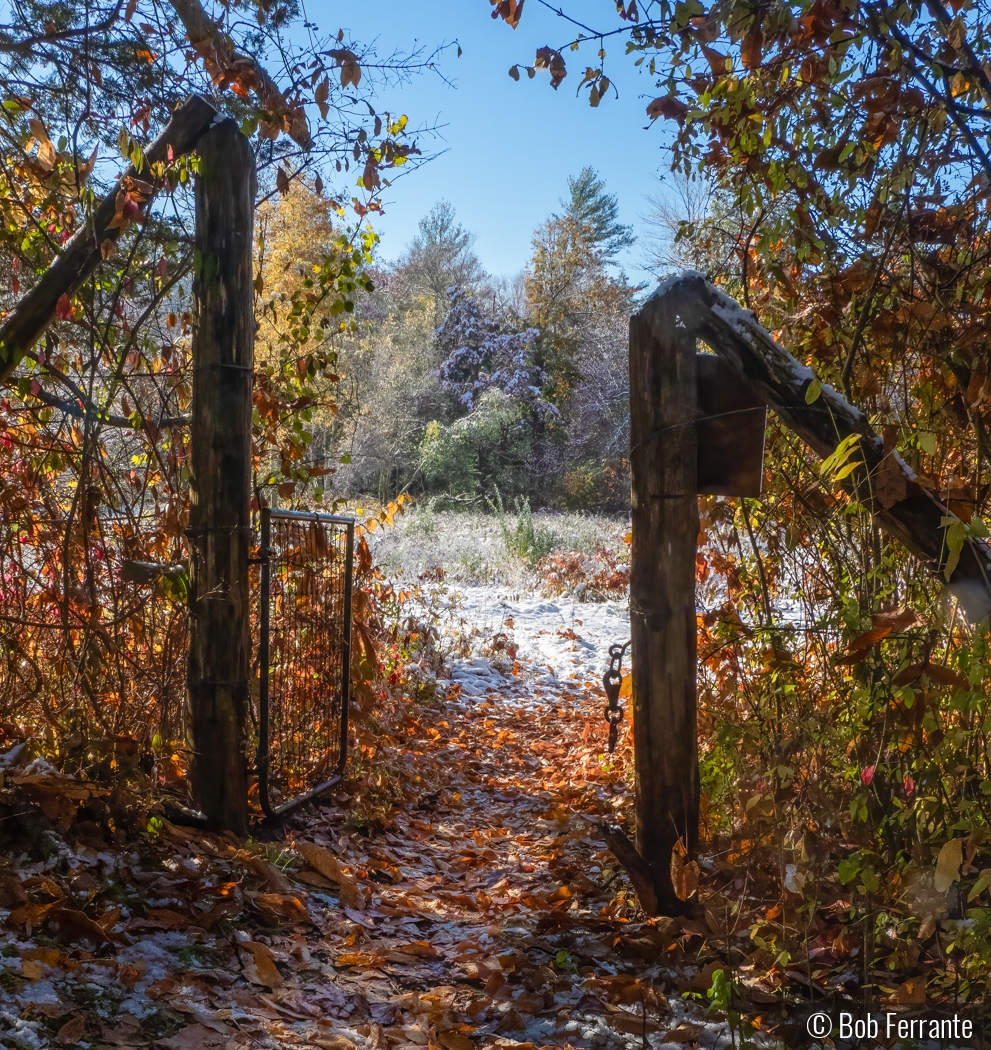 Seasonal Transition by Bob Ferrante