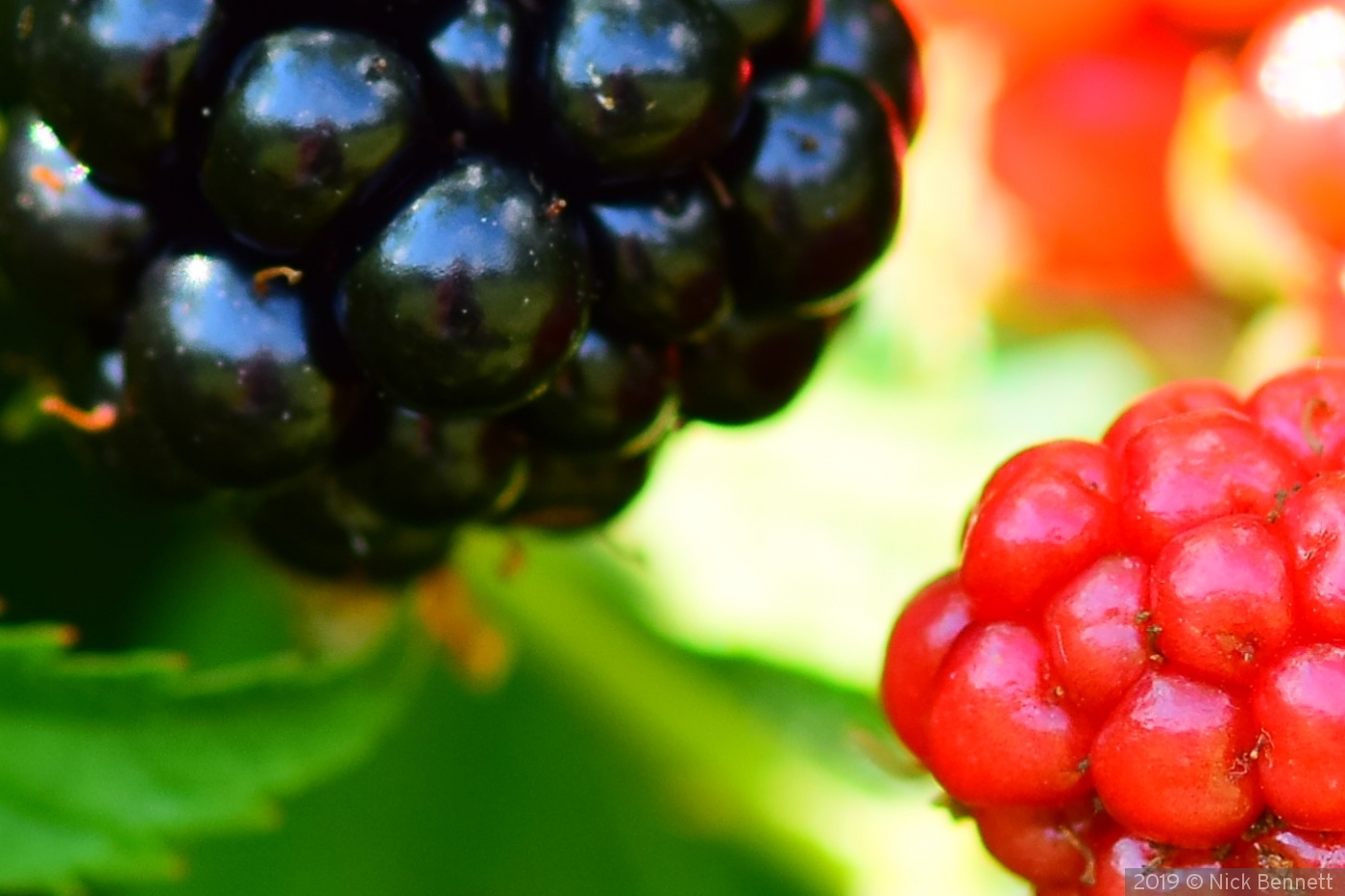 Selfie in a ripe blackberry by Nick Bennett