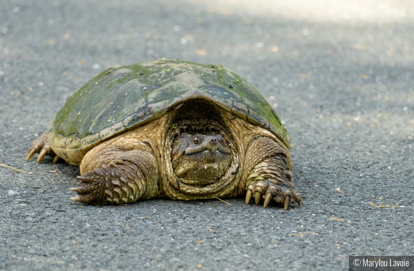 Senior Citizen On The Street by Marylou Lavoie