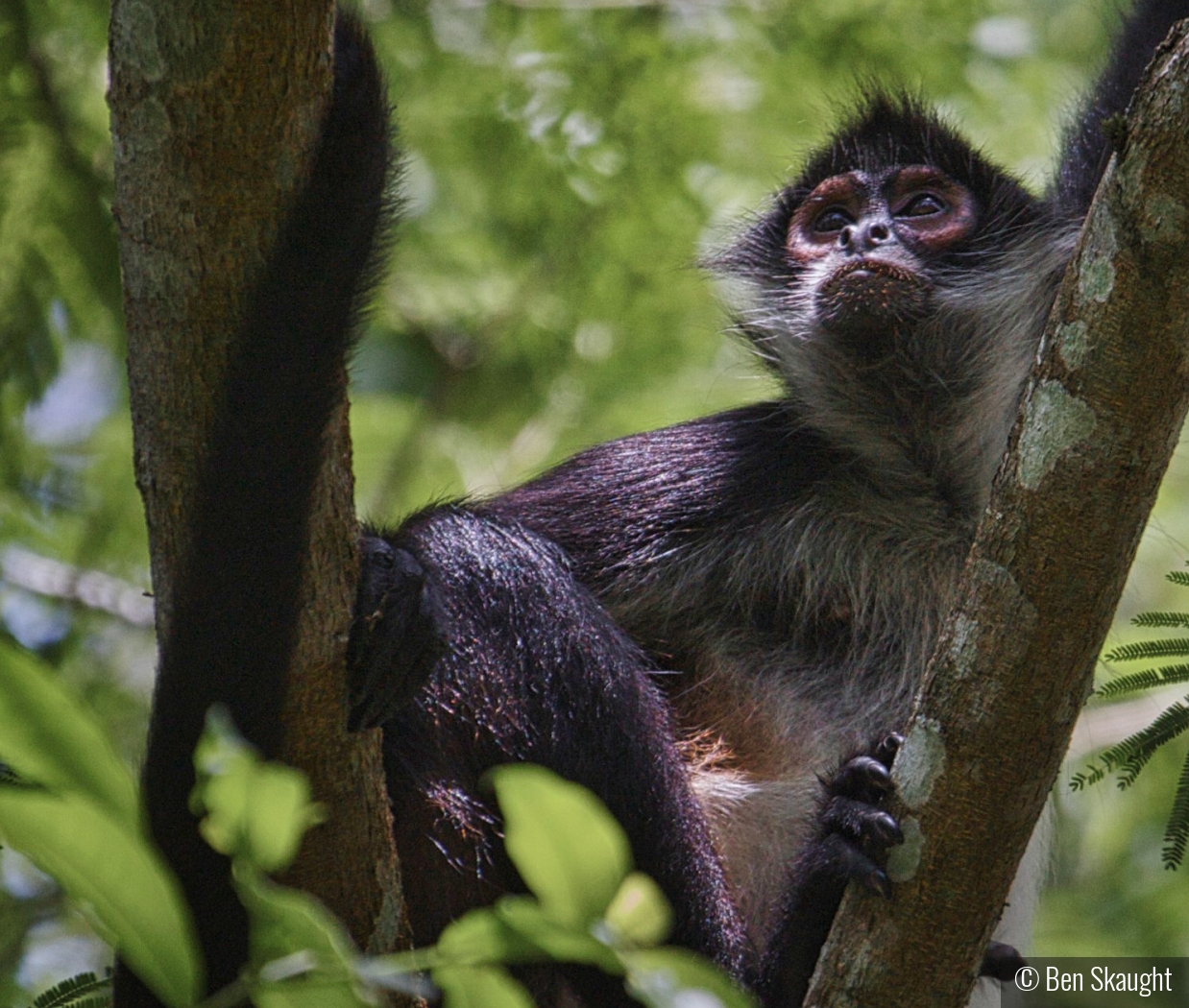 Settled Amongst the Tree Branches by Ben Skaught