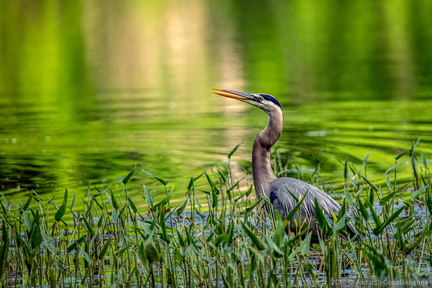 Shades of green - Great Blue Heron by Aadarsh Gopalakrishna