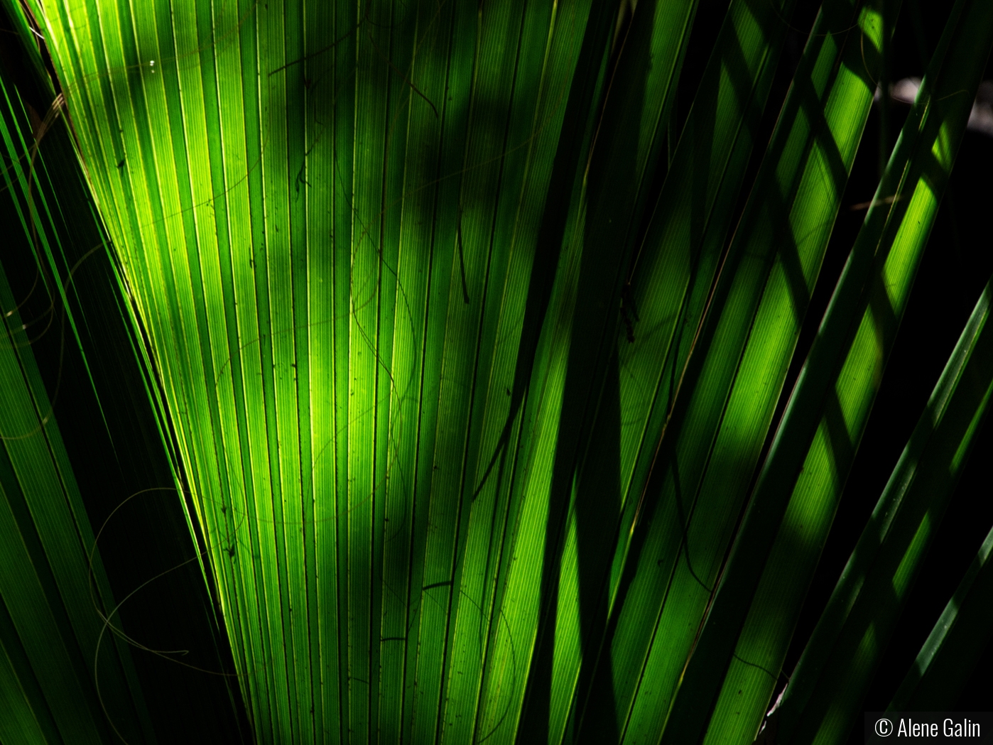 Shadow  on Palm by Alene Galin