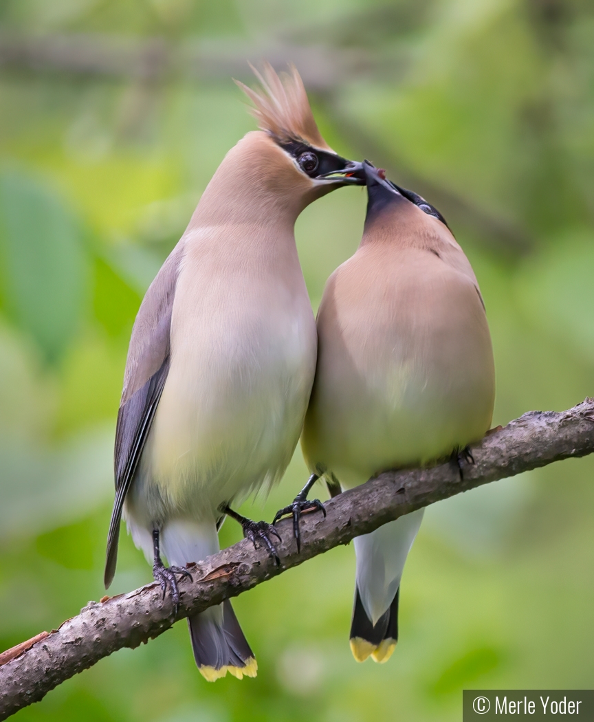 Sharing is caring by Merle Yoder