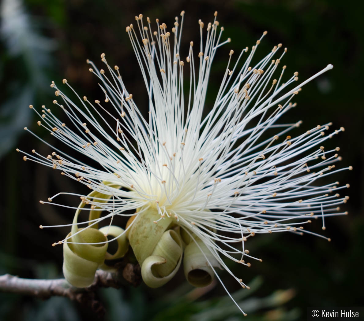 Shaving Brush Blossom by Kevin Hulse