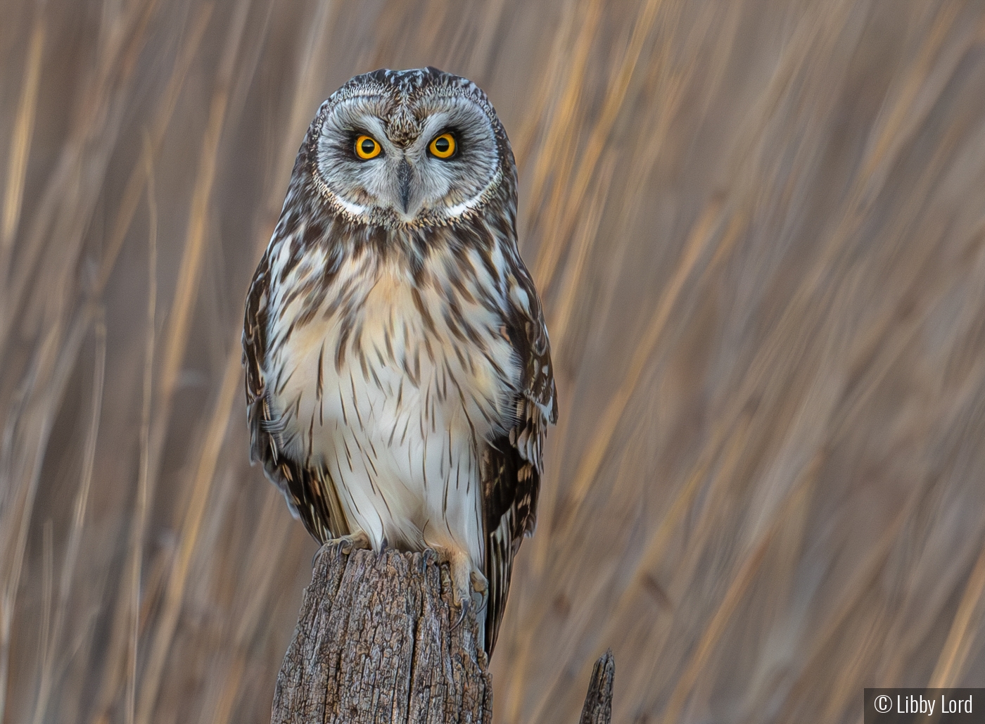 Short Eared Owl by Libby Lord