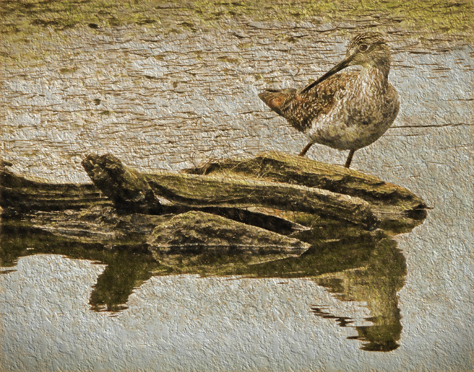 Shy Bird by Bruce Metzger