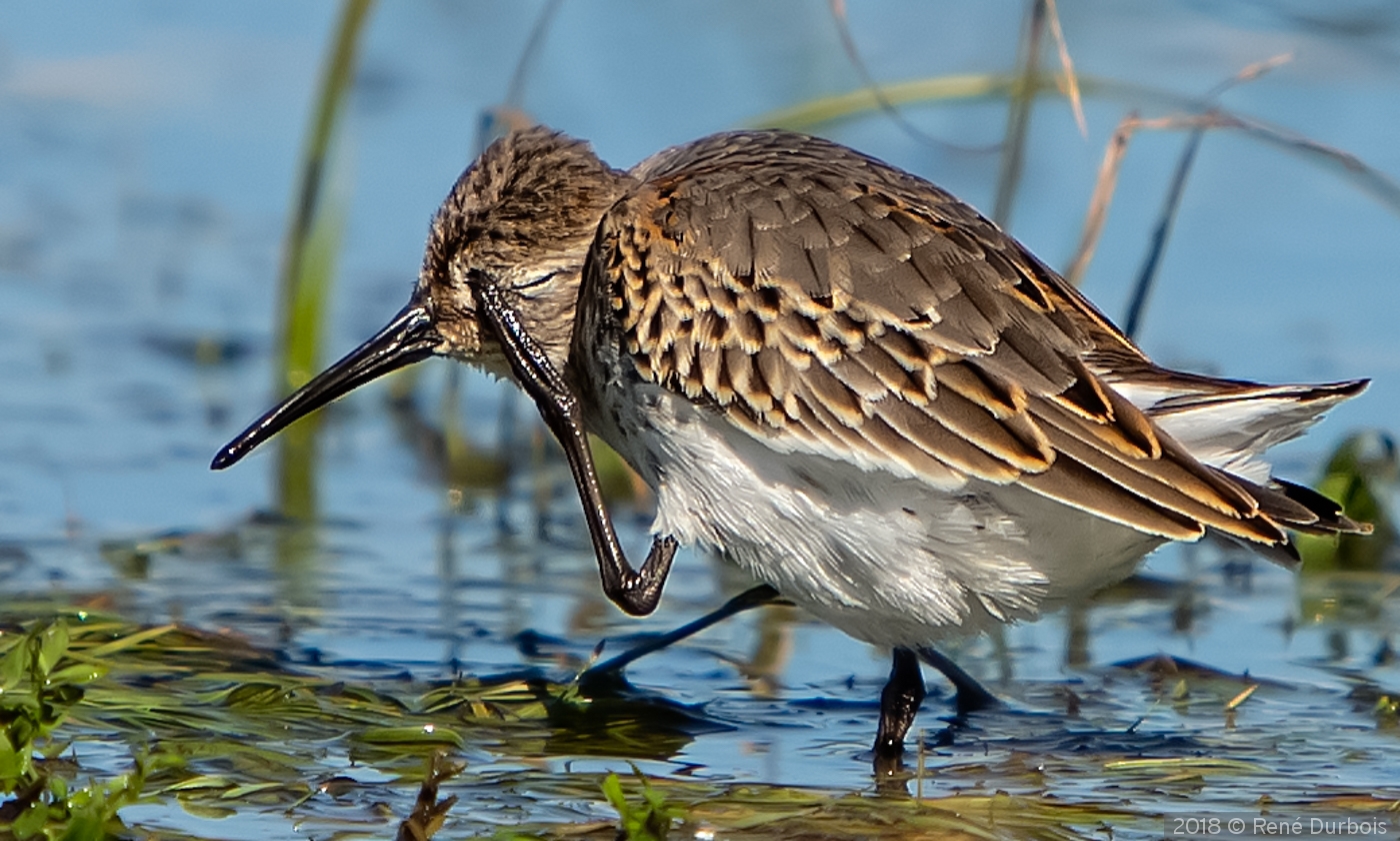 Shy Sanderling by René Durbois