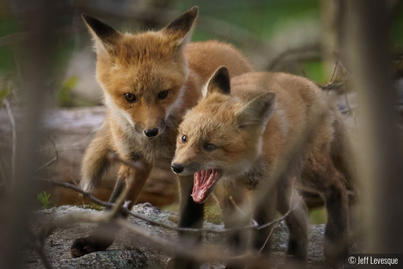 Sibling Rivalry by Jeff Levesque