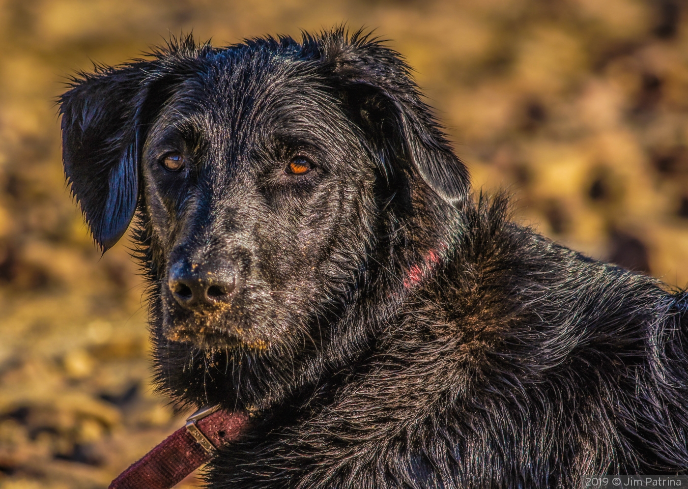 Sierra's day at the Beach by Jim Patrina