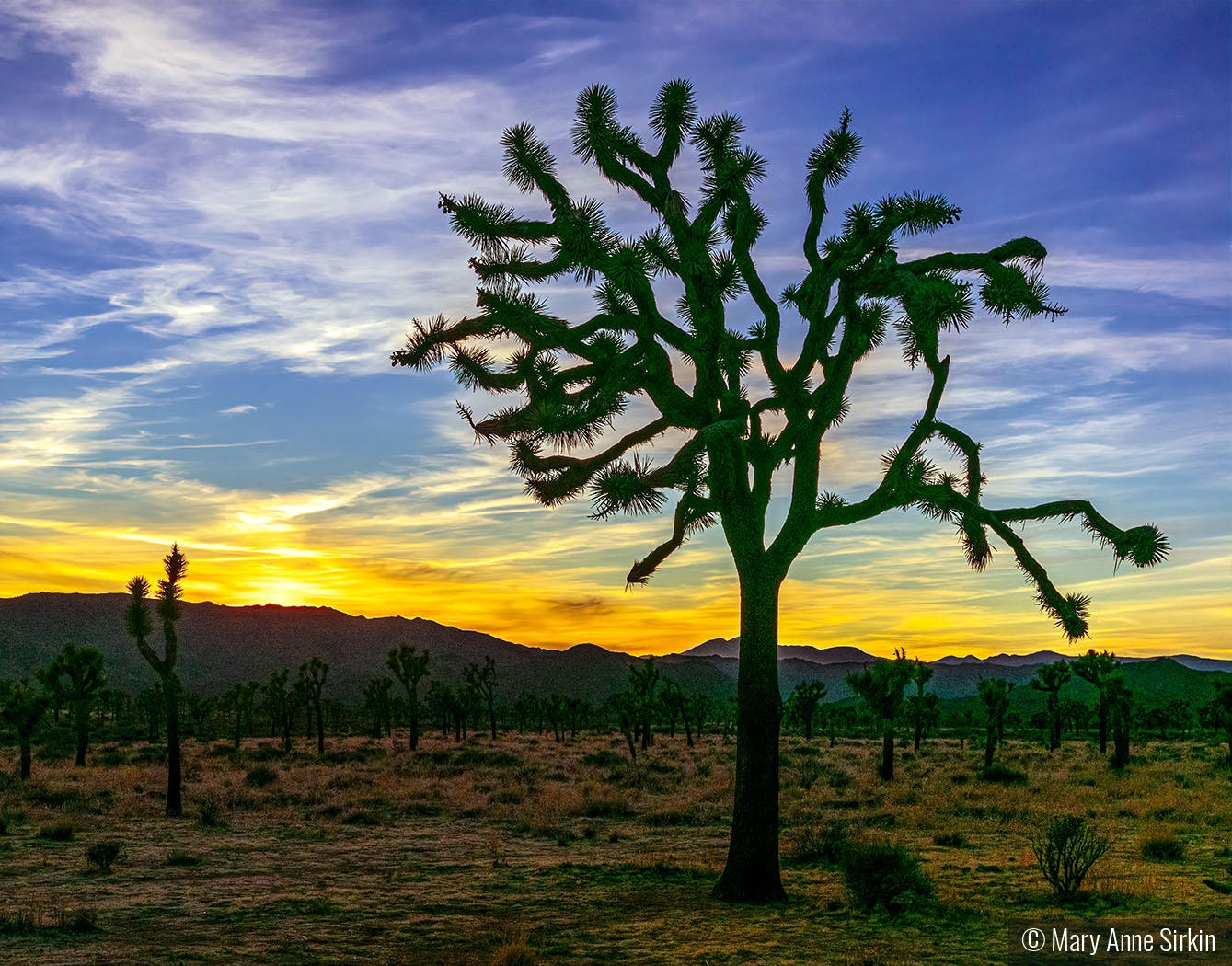 Silhouette as Sun Goes Down by Mary Anne Sirkin