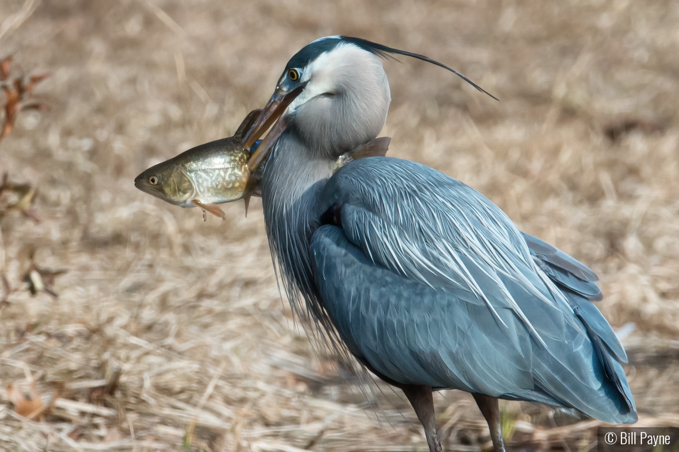 Simsbury Spear Fisherman by Bill Payne