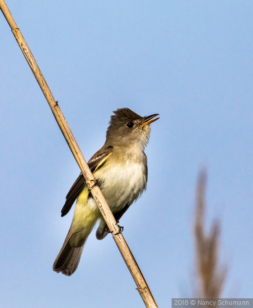 Singing Eastern Phoebe by Nancy Schumann