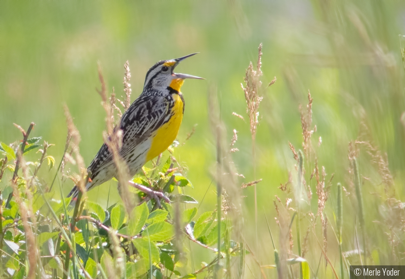 Singing Meadowlark by Merle Yoder