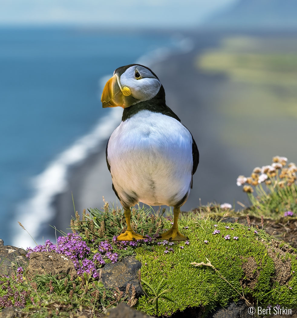 Sitting pretty by Bert Sirkin