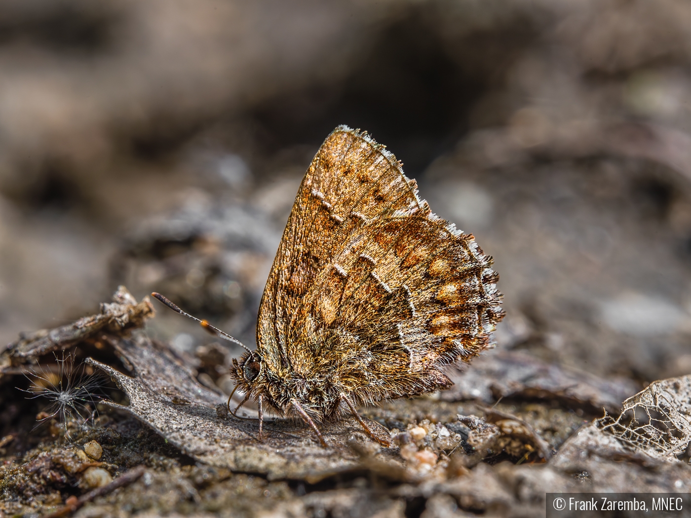 Skipper on ground by Frank Zaremba, MNEC