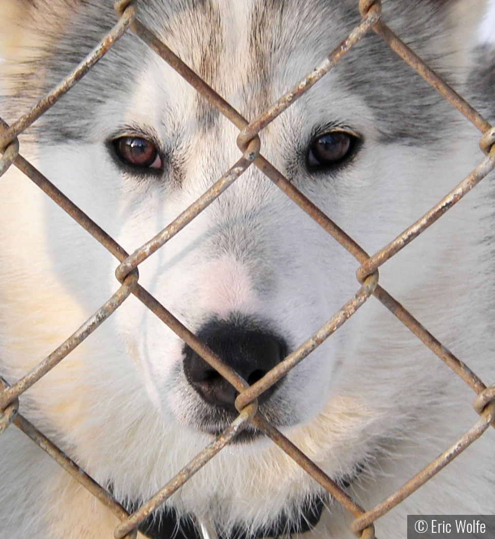 Sled Dog Wanting to Run by Eric Wolfe