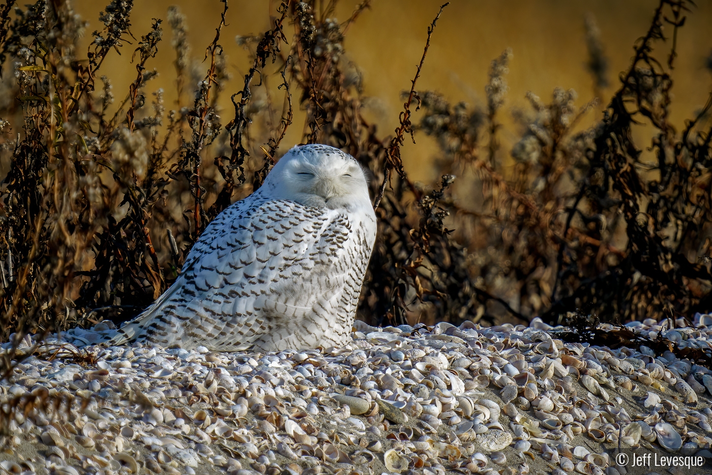 Sleepy Snowy by Jeff Levesque