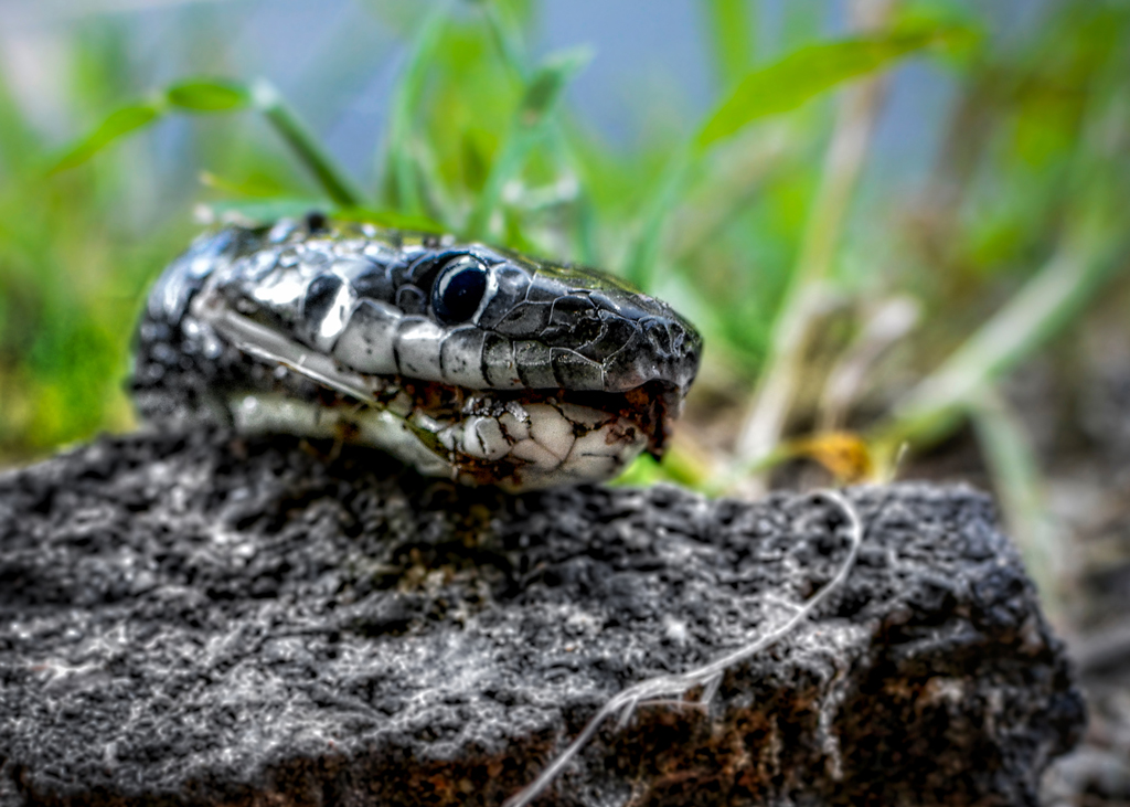 Slithering for a meal by Frank Zaremba