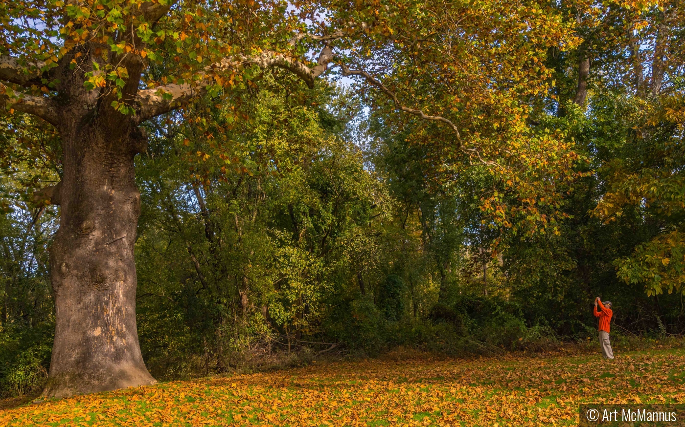 Small Man-Big Tree by Art McMannus