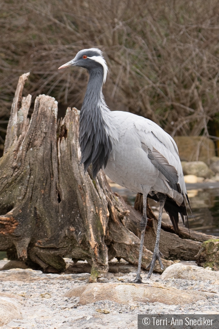 Smallest of the Crane family by Terri-Ann Snediker