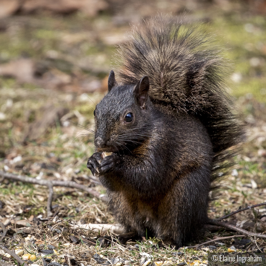 Snack Time by Elaine Ingraham