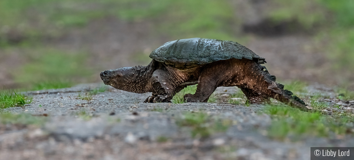 Snapper by Libby Lord