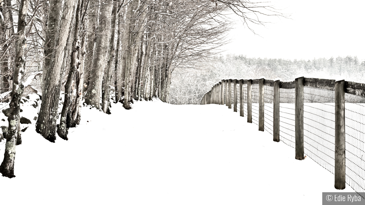 Snow covered lane by Edie Ryba