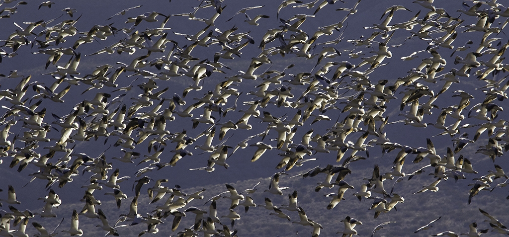 Snow Gees Take Flight- Bosque del Apache Wildlife Refuge, NM by Nancy Schumann