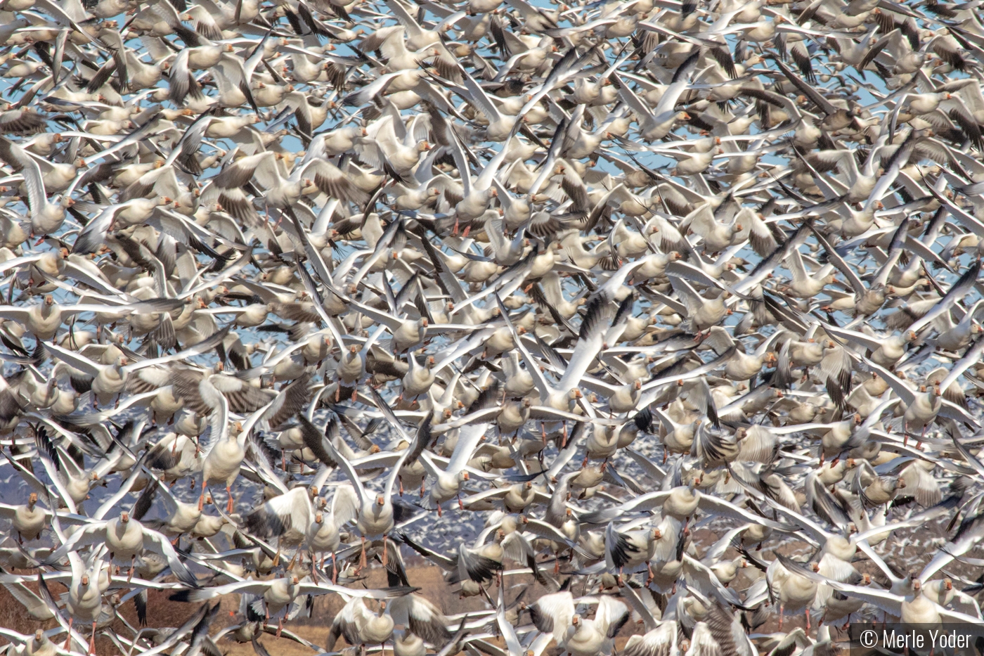 Snow goose rush hour traffic by Merle Yoder