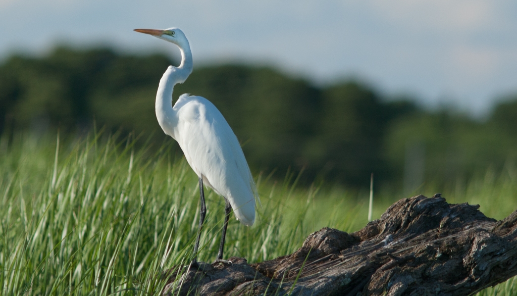 Snowy  Egret  on Log by Rene Durbois