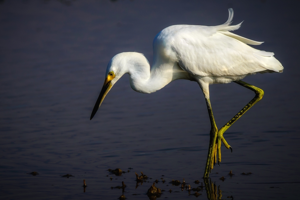 Snowy Egret dining by Bill Payne