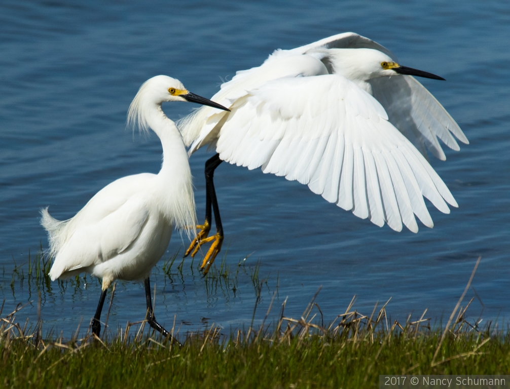 Snowy Egret fly by by Nancy Schumann