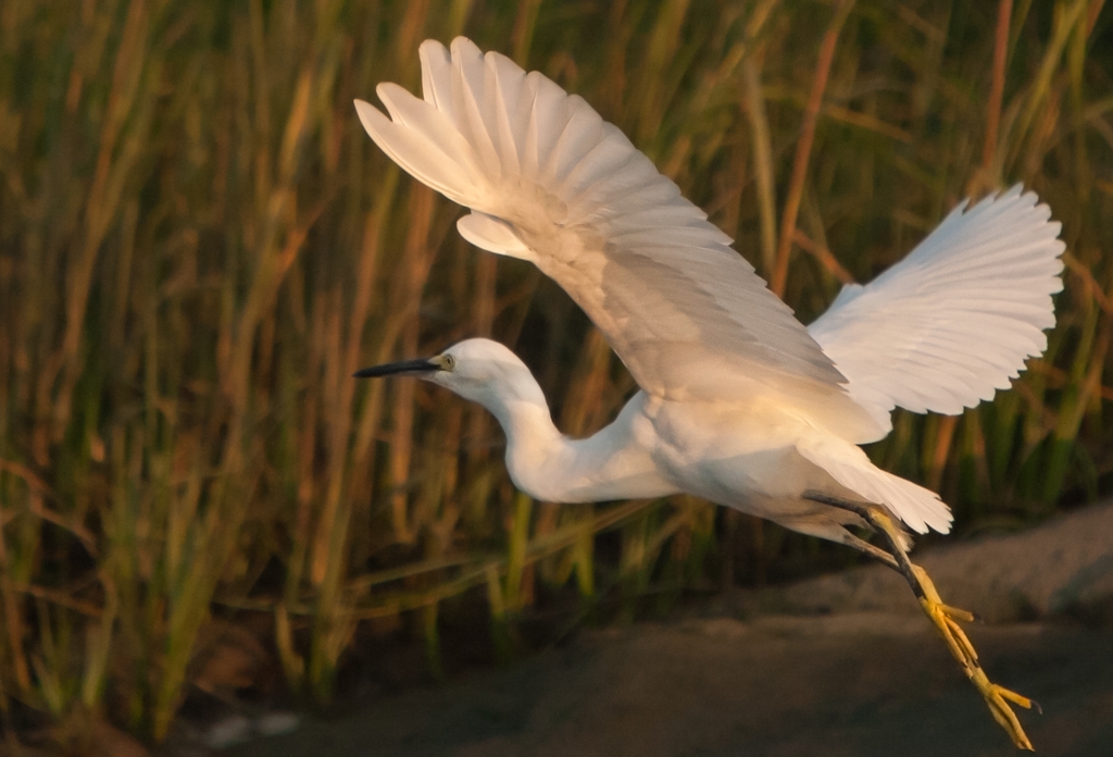 Snowy Egret in Full Flight by Rene Durbois