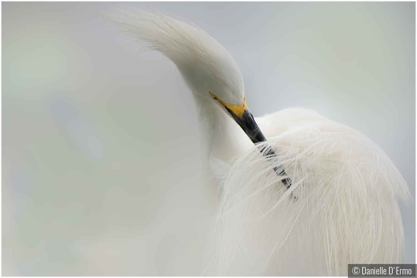 Snowy Egret Preening Breeding Plumage by Danielle D'Ermo